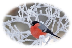 Зимуючі птахи України, фото 2